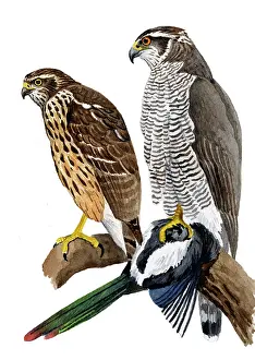Accipiter: Eurasian Magpie