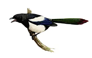 Pica: Eurasian Magpie