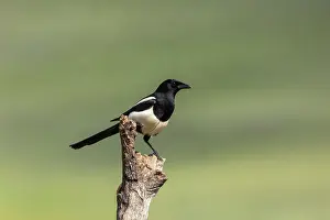 Corvidae: EURASIAN MAGPIE
