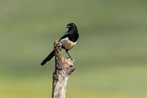 Corvidae: EURASIAN MAGPIE