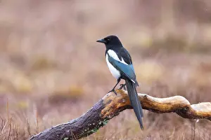 Crow Family: Eurasian Magpie