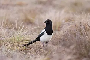 Crow Family: Eurasian Magpie