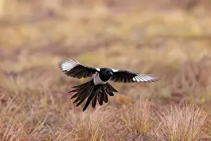 Crow Family: Eurasian Magpie flight