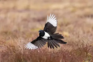 Crow Family: Eurasian Magpie flight