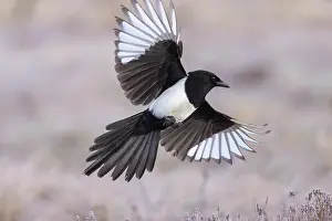 Crow Family: Eurasian Magpie flight