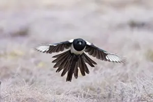 Crow Family: Eurasian Magpie flight