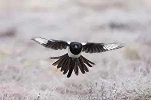Crow Family: Eurasian Magpie flight