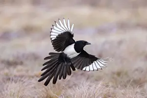 Crow Family: Eurasian Magpie flight