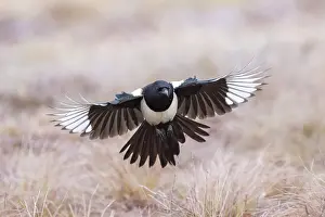 Crow Family: Eurasian Magpie flight