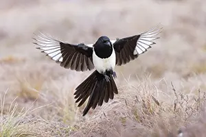 Crow Family: Eurasian Magpie flight