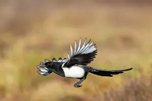 Crow Family: Eurasian Magpie flight