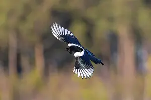 Crow Family: Eurasian Magpie flight