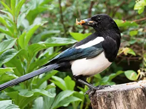 Magpie: Eurasian Magpie - with mealworms in beak - UK