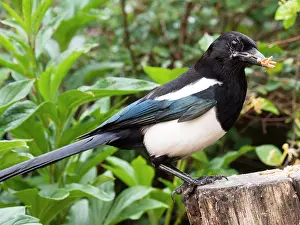 Magpie: Eurasian Magpie - with mealworms in beak - UK