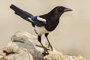 Crows: Eurasian Magpie perched on dry trunk Castilla La Mancha