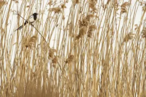 Crows: Eurasian Magpie perched on marsh grass Castilla La Manch