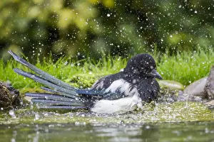 Splashes: Eurasian Magpie (Pica pica) bathing, England, E