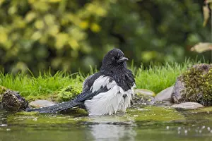 Essex: Eurasian Magpie (Pica pica) bathing, England, E
