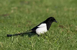 Eemland: Eurasian Magpie (Pica pica) foraging in meadow