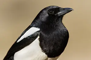 150518: Eurasian Magpie - portrait - Valladolid, Spain
