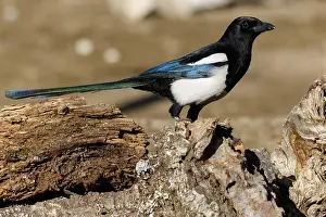 150518: Eurasian Magpie - portrait - Valladolid, Spain