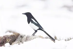Sven-erik Arndt: Eurasian Magpie Winter