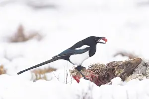 Sven-erik Arndt: Eurasian Magpie Winter