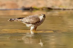 Nisus: Eurasian / Northern Sparrowhawk - adult female