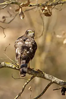 Nisus: Eurasian / Northern Sparrowhawk - adult female - in tree