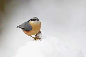 Leenderbos: Eurasian Nuthatch
