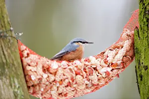 Bremerton: Eurasian Nuthatch