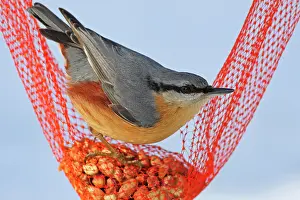 Vriezenveen: Eurasian Nuthatch