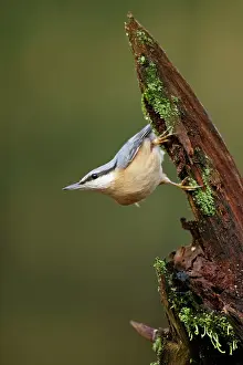 Leenderbos: Eurasian Nuthatch