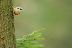 Leenderbos: Eurasian Nuthatch