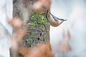 Menziesii: Eurasian Nuthatch