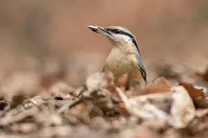 Gooi: Eurasian Nuthatch