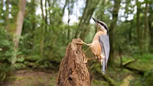 Nuthatches: Eurasian Nuthatch