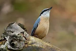 Sittidae: Eurasian Nuthatch