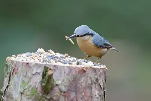 Mealworm: Eurasian Nuthatch