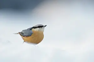 Leenderbos: Eurasian Nuthatch