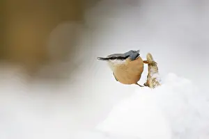 Leenderbos: Eurasian Nuthatch
