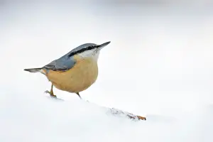 Leenderbos: Eurasian Nuthatch