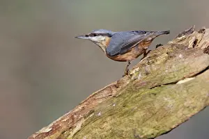 Sitta: Eurasian Nuthatch