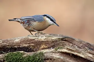 Sitta: Eurasian Nuthatch