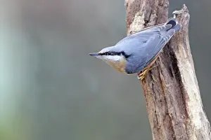 Sitta: Eurasian Nuthatch