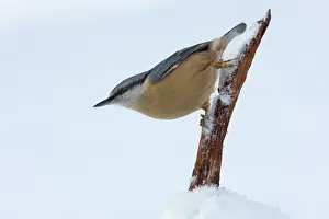 Sitta: Eurasian Nuthatch