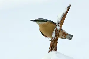 Sitta: Eurasian Nuthatch