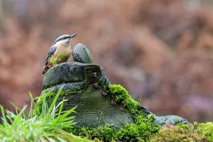 Sitta: Eurasian Nuthatch