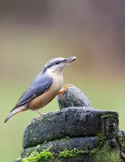 Sitta: Eurasian Nuthatch