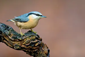 Sitta: Eurasian Nuthatch